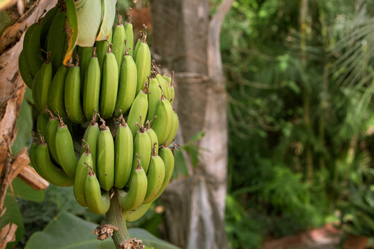 Banana Tree Bunch Image & Photo (Free Trial)