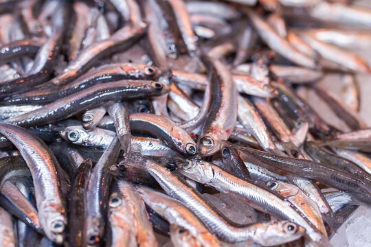 Fresh anchovies (Engraulis encrasicolus) in bulk at a market in Bilbao (Spain).
