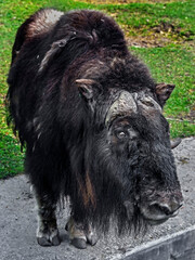 Musk-ox in its enclosure. Latin name - Ovibos moschatus