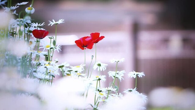 Two pretty red poppy flowers and wild flowers swaying like a dance in the fresh spring wind are so beautiful