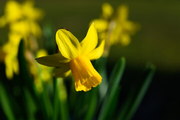 Yellow daffodil hanging in springtime in a garden