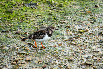 turnstone foraging for food on the beach	
