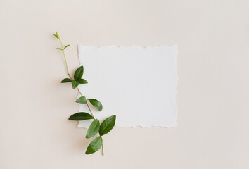 Creative arrangement made with natural branches with green leaves with white paper card note on beige background. Minimal natural concept. Flat lay, top view, copy space .