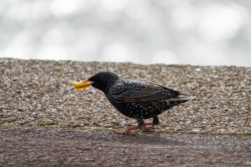 the common starling or European starling Stumus vulgaris eating a chip