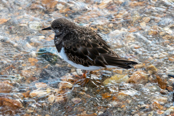 turnstone in the sea on the seashore
