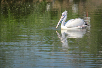 Naklejka na ściany i meble The great white pelican bird in the river