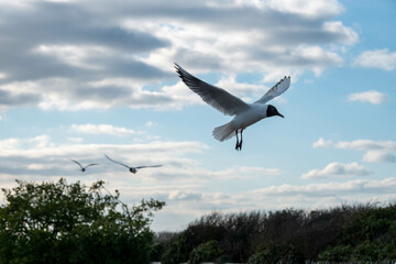 black headed gull flying across blue sky and clouds