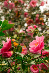 Myriad of large pink japanese camellias after rain with drops of water and wet leaves - Macro, Selective focus