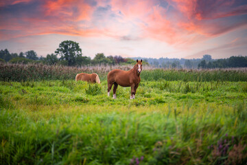 Dzikie konie pastwisko zachód słońca