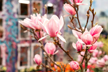 blooming magnolia tree branch with delicate pink flowers and buds in spring