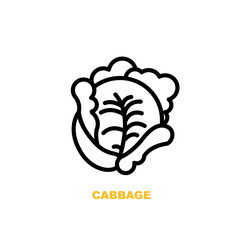 Cabbage vector illustration isolated on white background.
