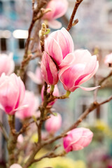 Fototapeta premium blooming magnolia tree branch with delicate pink flowers and buds in spring
