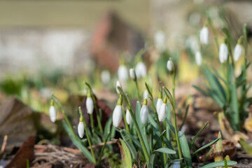 Snowdrop (Galanthus). One of the first signs of spring.