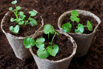 Biodegradable pots with seedlings. The concept of growing eco-friendly fruits and vegetables by farmers and in the household