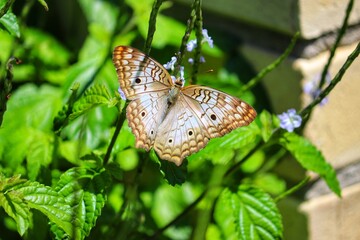 Photograph of a beautiful butterfly resting on a plant in the garden.