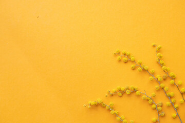 spring mimosa flowers on an orange background