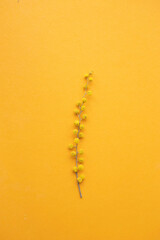 spring mimosa flowers on an orange background