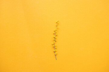 spring mimosa flowers on an orange background