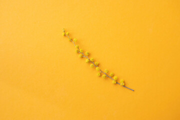 spring mimosa flowers on an orange background