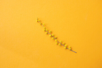 spring mimosa flowers on an orange background
