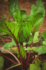 hojas de remolacha huerta