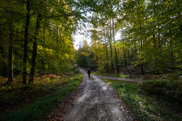 Spacer w lesie wiosna jesień - obrazy, fototapety, plakaty