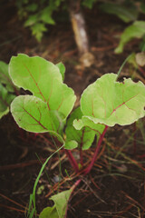 hojas de remolacha huerta
