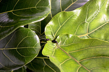 ficus lyrata plant leaf dark green 