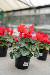 Cyclamen winter flowers in a greenhouse close-up. plant in a pot close-up.
