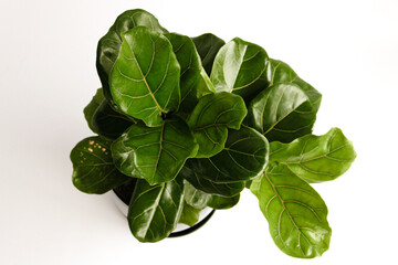 ficus lyrata plant leaf dark green 
