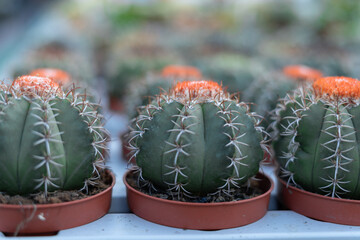 Garden department in a retail hypermarket - cacti, succulent and potted plants for sale. The...