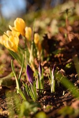aufgehende krokusse  