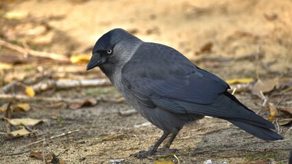 An urban bird, a jackdaw, black and gray in color with blue eyes, stands sideways on the ground on an autumn day close-up.