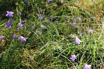 Leśne kwiatki © Ireneusz