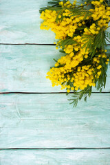 twig of mimosa tree on turquoise wooden surface