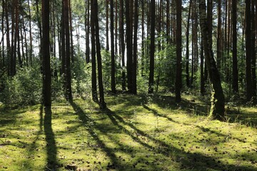 Lato w lesie © Ireneusz