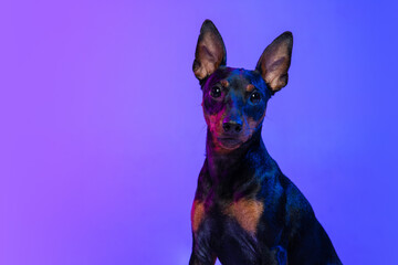 One small dog, puppy of Zwergpinscher dog posing isolated on blue background in neon light. Concept...