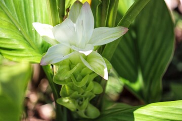 The beauty of the saffron flower.