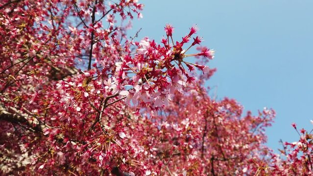Pink peach blossoms on a flowering tree heralds the arrival of spring in March