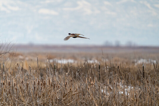 Male ring-necked pheasant in flight over a field in winter