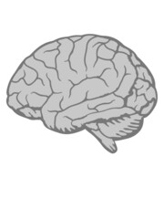 Gehirn Anatomie Organ 
