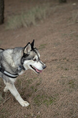Husky dog enjoying a walk