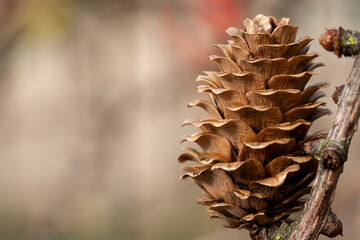 Naklejka na ściany i meble pine cone on a tree