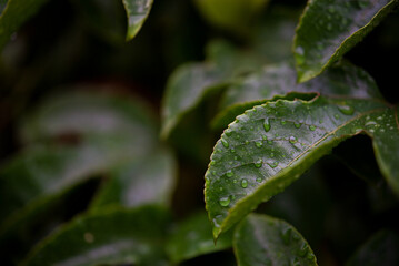 A beautiful lush green leaf that is wet after a rain storm showing the fundamentals for life and inspiration 