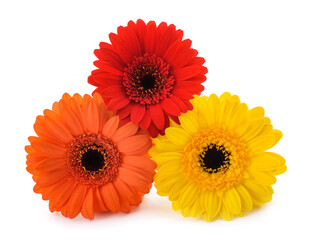 Gerberas Flowers
