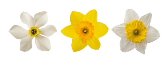 Yellow and white Daffodils flowers - 491284447