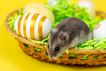 Dzungarian hamster in a basket with colored eggs on a green paper base close-up on a yellow joyful...