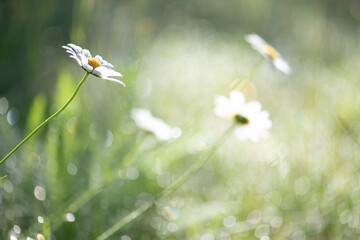 sonniger Tag, Gänseblümchen close up © SONJA