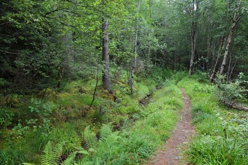 Hiking trail in More og Romsdal, Norway