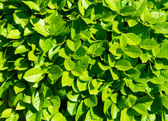 HOJAS VERDES EN UN JARDIN